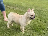 Bumble, a male French Bulldog for sale in Morgantown, WV – 1 of 4