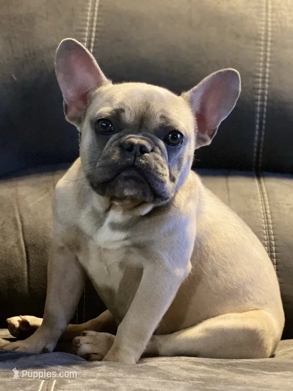 Asher – French Bulldog puppy for sale in Morgantown, WV