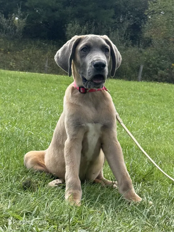 Bue fawn – Great Dane puppy for sale in Morgantown, WV