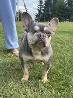 Holly, a female French Bulldog for sale in Morgantown, WV – 5 of 8