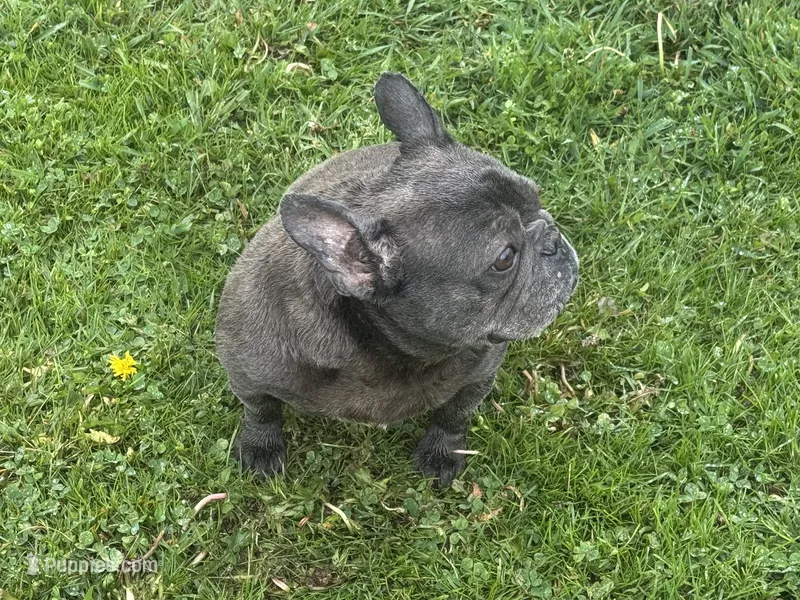 Zoe – French Bulldog puppy for sale in Morgantown, WV