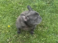 Zoe, a female French Bulldog for sale in Morgantown, WV – 1 of 3