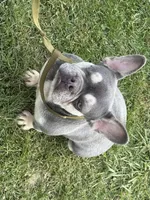 Holly, a female French Bulldog for sale in Morgantown, WV – 3 of 8