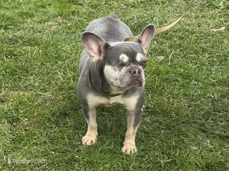 Holly – French Bulldog puppy for sale in Morgantown, WV
