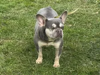 Holly, a female French Bulldog for sale in Morgantown, WV – 1 of 8