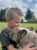 Asher, a male French Bulldog for sale in Morgantown, WV – 2 of 6