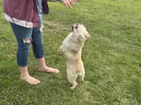 Bumble, a male French Bulldog for sale in Morgantown, WV – 4 of 4