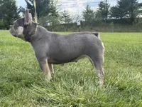 Holly, a female French Bulldog for sale in Morgantown, WV – 6 of 8