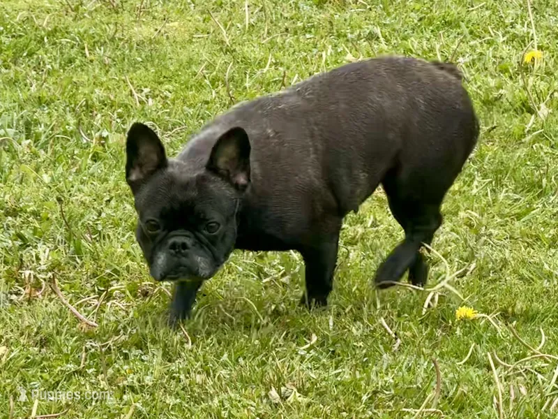 Lilly, a female French Bulldog for sale in Morgantown, WV – 1 of 2