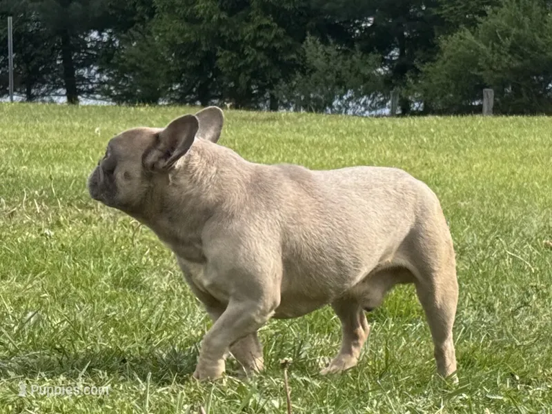 Asher – French Bulldog puppy for sale in Morgantown, WV