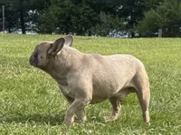 Asher, a male French Bulldog for sale in Morgantown, WV – 1 of 6