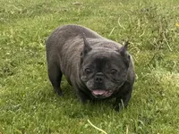 Zoe, a female French Bulldog for sale in Morgantown, WV – 3 of 3