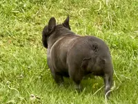 Zoe, a female French Bulldog for sale in Morgantown, WV – 2 of 3