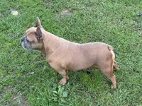 Nova, a female French Bulldog for sale in Morgantown, WV – 4 of 4