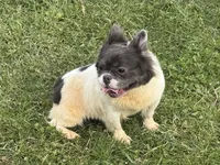Kiera, a female French Bulldog for sale in Morgantown, WV – 4 of 8