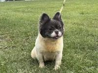 Kiera, a female French Bulldog for sale in Morgantown, WV – 6 of 8