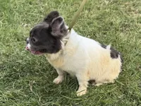 Kiera, a female French Bulldog for sale in Morgantown, WV – 3 of 8