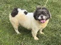 Kiera, a female French Bulldog for sale in Morgantown, WV – 7 of 8