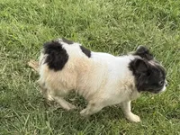 Kiera, a female French Bulldog for sale in Morgantown, WV – 2 of 8