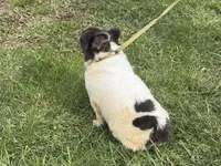 Kiera, a female French Bulldog for sale in Morgantown, WV – 8 of 8