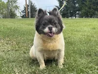Kiera, a female French Bulldog for sale in Morgantown, WV – 5 of 8