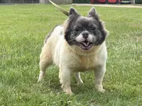 Kiera, a female French Bulldog for sale in Morgantown, WV – 1 of 8
