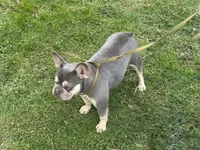 Holly, a female French Bulldog for sale in Morgantown, WV – 8 of 8
