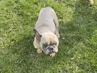 Asher, a male French Bulldog for sale in Morgantown, WV – 5 of 6
