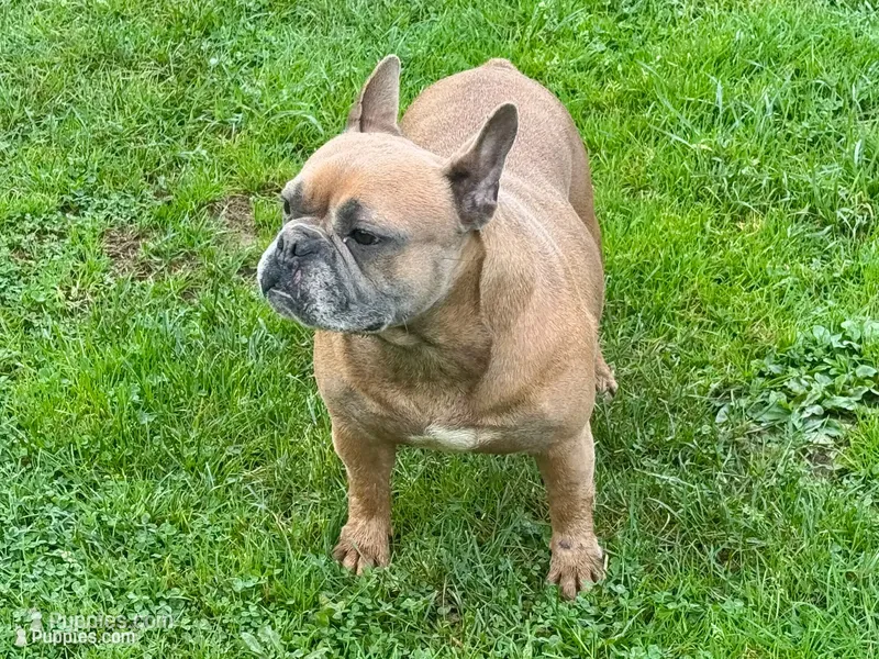Nova, a female French Bulldog for sale in Morgantown, WV – 1 of 4