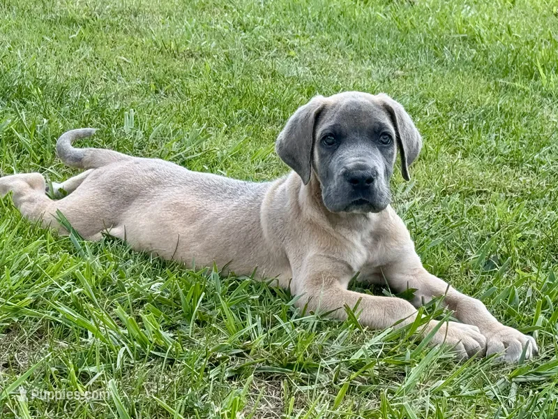 Bue fawn – Great Dane puppy for sale in Morgantown, WV