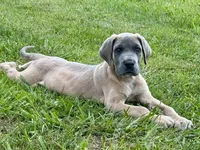 Bue fawn, a male Great Dane for sale in Morgantown, WV – 1 of 1