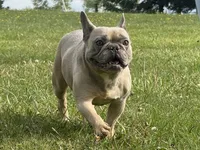 Asher, a male French Bulldog for sale in Morgantown, WV – 3 of 6