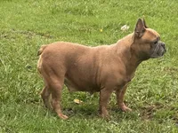 Nova, a female French Bulldog for sale in Morgantown, WV – 3 of 4