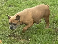 Nova, a female French Bulldog for sale in Morgantown, WV – 2 of 4