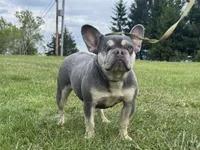 Holly, a female French Bulldog for sale in Morgantown, WV – 2 of 8