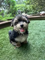 Bear, a male Morkie for sale in High Springs, FL – 5 of 5