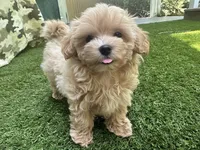 Chloe, a female Maltipoo for sale in High Springs, FL – 2 of 3