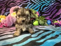 Peanut, a male Yorkshire Terrier for sale in High Springs, FL – 2 of 4