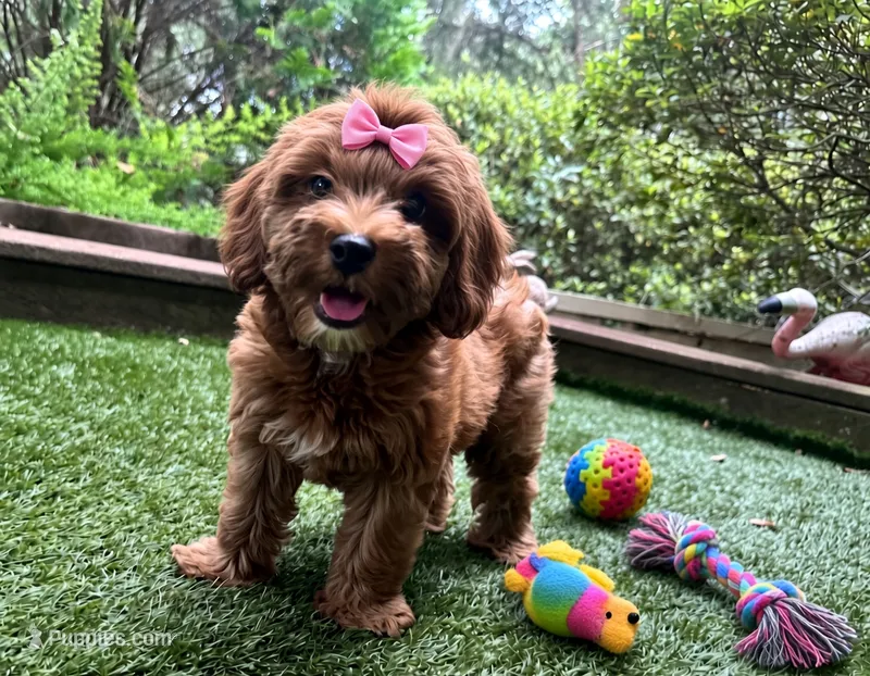 Chloe  – Yorkipoo puppy for sale in High Springs, FL