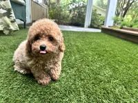 Dory, a female Poodle - Toy  for sale in High Springs, FL – 3 of 6