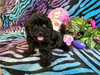 Benji, a male Maltipoo for sale in High Springs, FL – 5 of 5
