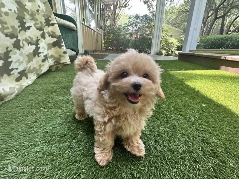 Chloe – Maltipoo puppy for sale in High Springs, FL