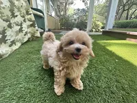 Chloe, a female Maltipoo for sale in High Springs, FL – 1 of 3