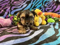 Peanuts, a male Yorkshire Terrier for sale in High Springs, FL – 4 of 5