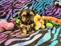 Peanuts, a male Yorkshire Terrier for sale in High Springs, FL – 5 of 5