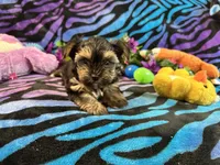 Peanuts, a male Yorkshire Terrier for sale in High Springs, FL – 2 of 5
