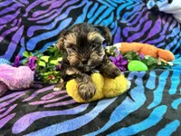 Peanuts, a male Yorkshire Terrier for sale in High Springs, FL – 3 of 5