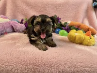 Peanuts, a male Yorkshire Terrier for sale in High Springs, FL – 1 of 5