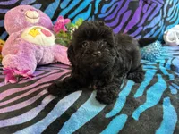 Benji, a male Maltipoo for sale in High Springs, FL – 2 of 5