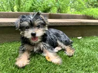 Macie, a female Yorkshire Terrier for sale in High Springs, FL – 4 of 5
